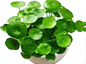 水生植物铜钱草